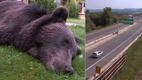 Medvěda porazilo a zabilo auto.