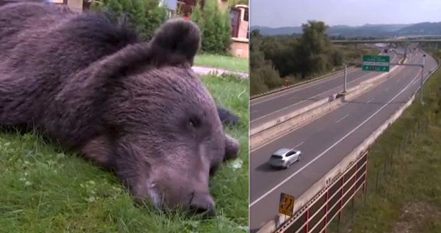 Srážka auta se zvěří skončila tragicky: Medvěd skončí jako vycpanina 