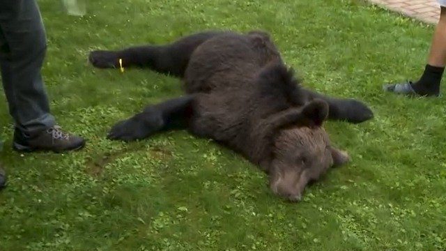 Medvěd zemřel na místě.