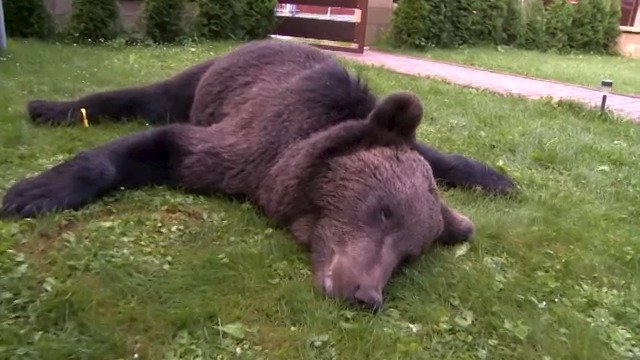 Medvěd vážil 110 kilo.