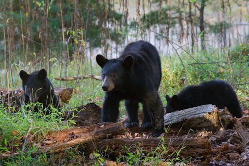 Medvěd baribal je nejmenší ze tří severoamerických druhů medvědů.