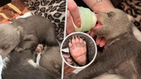 Jedno z mláďat zastřelené medvědice nepřežilo.