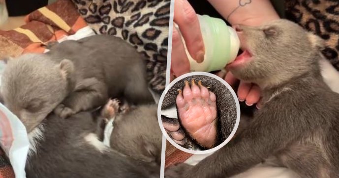 Jedno z mláďat zastřelené medvědice nepřežilo.