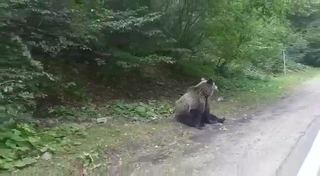 Údajný medvěd z Břežanského údolí