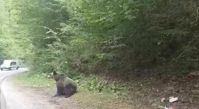 Údajný medvěd z Břežanského údolí