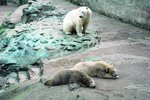 Lední medvědi z brněnské zoo