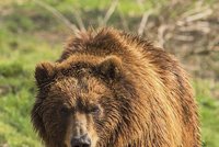 Na muže ve Strážovských vrších zaútočil medvěd: Nepomohla mu ani střelná zbraň!