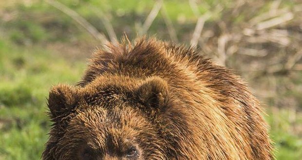 Na muže ve Strážovských vrších zaútočil medvěd: Nepomohla mu ani střelná zbraň!