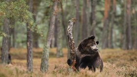 Jaroslav Kaňa se chovu medvědů věnuje 30 let. Tvrdí, že by v životě medvěda neuhodil.