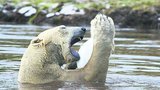 Bezzubý lední medvěd: Nudu zahání hrátky s plasty