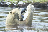 Bezzubý lední medvěd: Nudu zahání hrátky s plasty