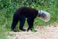 Medvídě uvízlo hlavou v lahvi