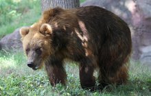 Samice medvěda kamčatského přijela z Francie. Vítej v Brně, Irino!