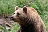 Na houbaře zaútočila medvědice: Zranila ho na břiše a na ruce!