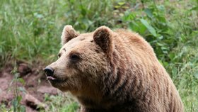 Medvědi se do Beskyd občas zatoulají ze  Slovenska.