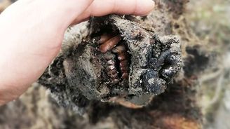 Na Sibiři našli zachovalou mumii medvěda, jenž žil v době ledové