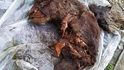 Na Sibiři našli pastevci mumii medvěda z doby ledové. Měl vnitřní orgány i zuby 