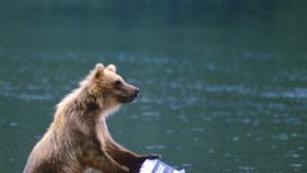 Focení medvědů na Aljašce
