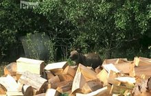 Medvěda lákají do klece! 