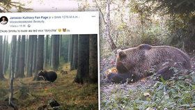 Medvěd míří na Ostravu! Na hoře Smrk ho vyfotil Král cyklistiky Kulhavý