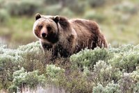 Medvědice zabila turistu (†57) v Yellowstonu