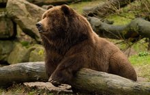 Tady cení zuby grizzly: V České Lípě dokončují 2,5 metru vysoký exponát