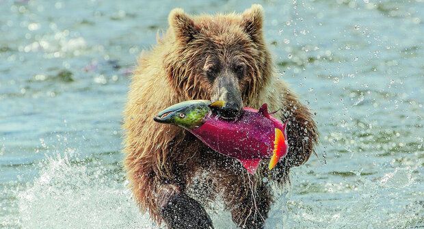 Medvědi maso nejedí: Vyvážená pestrá strava vyhrává