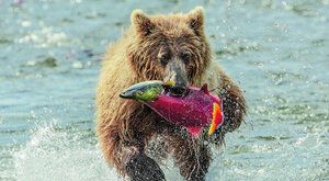 Medvědi maso nejedí: Vyvážená pestrá strava vyhrává 