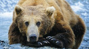 Noční můry pro medvědy: Grizzlyho okřídelný jídelníček nedá vědcům spát