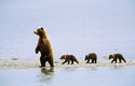 Grizzly se kvůli oteplování klimatu vydává tam, kde ho nikdo předtím neviděl