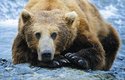 Až 40 000 můr spořádá medvěd za jeden de