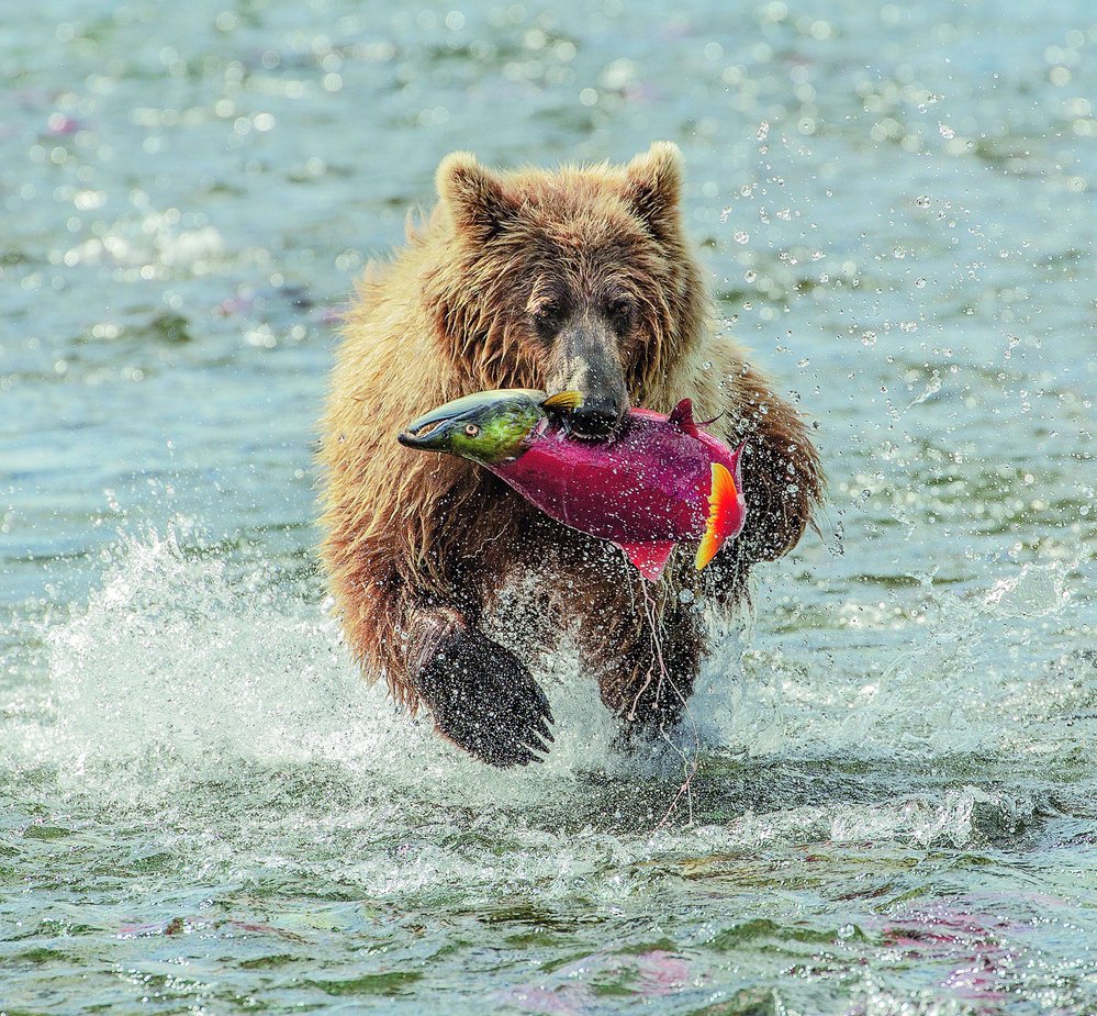 Medvěd grizzly (Ursus arctos horribilis) je jedním z poddruhů medvěda hnědého. V době tahu lososů mají medvědi grizzly rybí hody