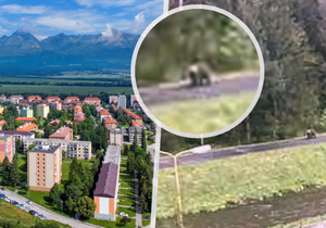 Další medvěd na Slovensku. Ve městě Svit v Popradském okrese viděli šelmu přímo na turistickém chodníku!