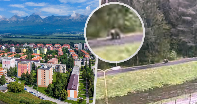 Další medvěd na Slovensku kousek od lidí: Ve městě Svit viděli šelmu přímo na chodníku!