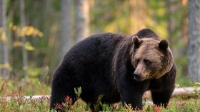 Nedaleko Brandýsa se volně pohybuje medvěd? Myslivci hledají případné svědky