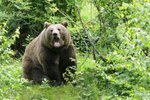 Medvěd napadl lesního dělníka.