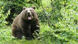 Další útok medvěda na Slovensku: Polský turista skončil v nemocnici