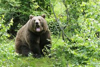 Medvěd na Slovensku napadl houbaře: Muž ho postřelil!