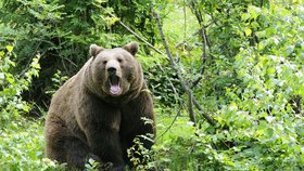 Medvěd napadl lesního dělníka.