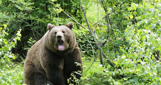 Medvěd na Slovensku napadl houbaře: Muž ho postřelil! 