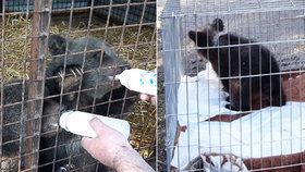 Roztomilá medvíďata překvapila pohraničníky na Zlínsku: Čeká je život v kontaktní zoo