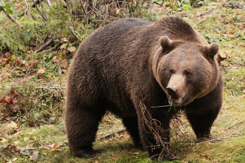 Medvědi mohou být smrtelně nebezpeční.