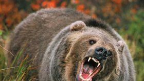 Medvěd hnědý (Ilustrační foto)