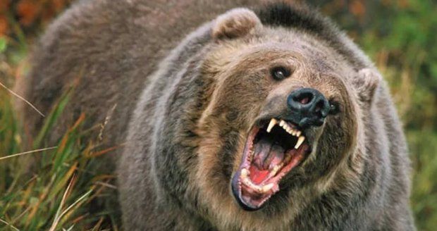 Útoky medvědů na Slovensku: Za dva dny napadli tři lidi!