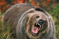 Pejskaře na procházce napadl medvěd: K útoku došlo nedaleko slovinské metropole!
