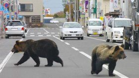 V Japonsku se rozmohly útoky medvědů.