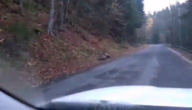 Drsný útok medvěda na jelena