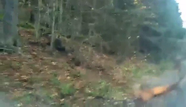 Drsný útok medvěda na jelena