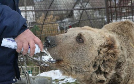 Dávkou šlehačky si medvěd skutečně spravil náladu, ale bylo na něm vidět, že by se nejraději vrátil zpět do svého pelechu. „Zima mu sice příliš nevadí, ale léto má přeci jenom raději,“ říká chovatel.