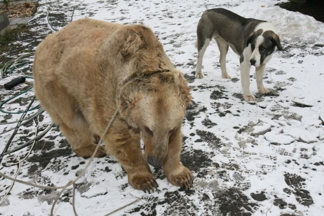 Po opuštění svého teritoria se medvěd letmo pozdravil se svou psí kamarádkou Mášou, která ho pro jistotu pozorovala z bezpečné vzdálenosti.